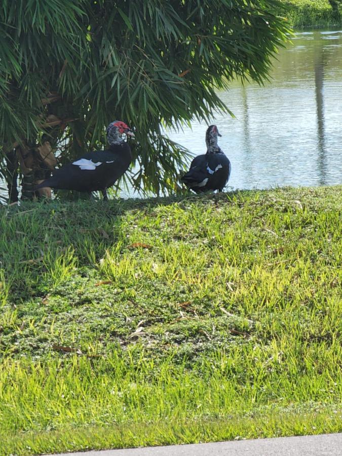Quails Nest Hotell Cape Coral Eksteriør bilde
