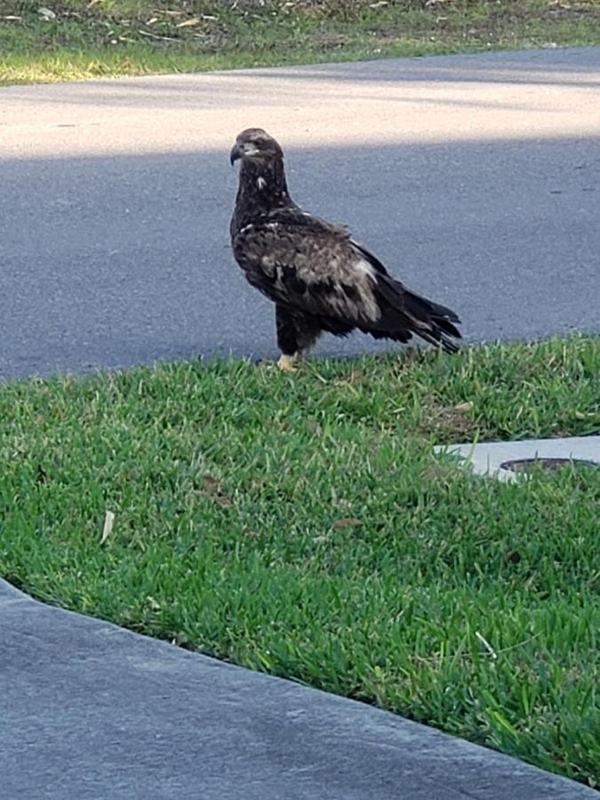Quails Nest Hotell Cape Coral Eksteriør bilde