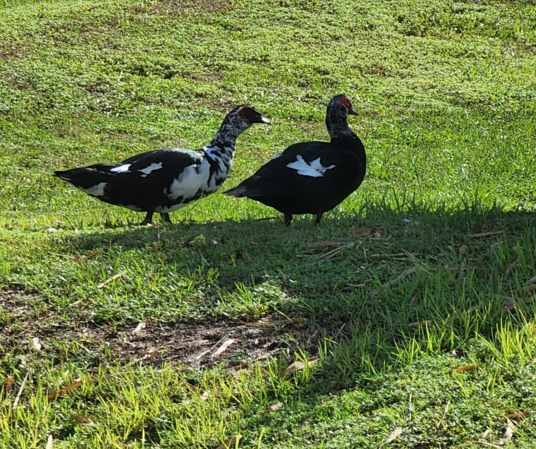 Quails Nest Hotell Cape Coral Eksteriør bilde